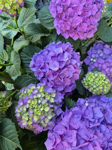 Kakva rasko&scaron;! Uživajte u čarobnim hortenzijama na&scaron;ih čitateljica