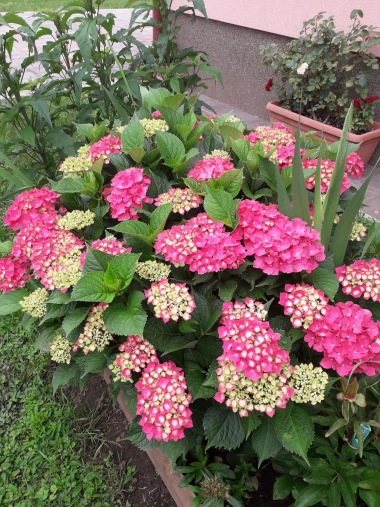 Kakva rasko&scaron;! Uživajte u čarobnim hortenzijama na&scaron;ih čitateljica