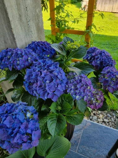 Kakva rasko&scaron;! Uživajte u čarobnim hortenzijama na&scaron;ih čitateljica