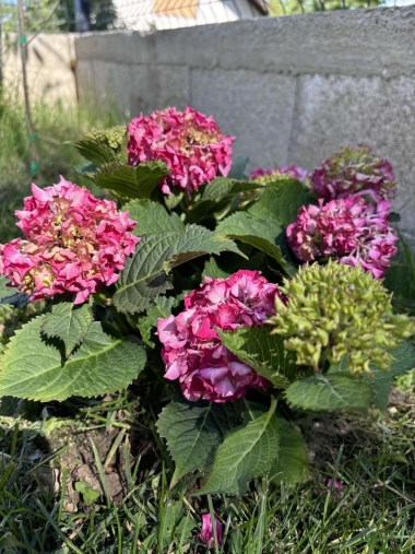 Kakva rasko&scaron;! Uživajte u čarobnim hortenzijama na&scaron;ih čitateljica