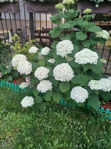 Kakva rasko&scaron;! Uživajte u čarobnim hortenzijama na&scaron;ih čitateljica