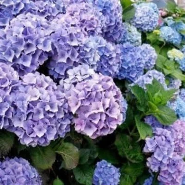 Kakva rasko&scaron;! Uživajte u čarobnim hortenzijama na&scaron;ih čitateljica