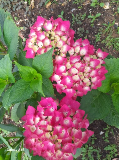 Kakva rasko&scaron;! Uživajte u čarobnim hortenzijama na&scaron;ih čitateljica