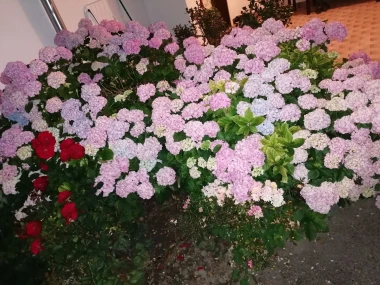 Kakva rasko&scaron;! Uživajte u čarobnim hortenzijama na&scaron;ih čitateljica