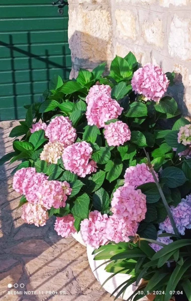 Kakva rasko&scaron;! Uživajte u čarobnim hortenzijama na&scaron;ih čitateljica