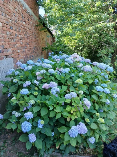 Kakva rasko&scaron;! Uživajte u čarobnim hortenzijama na&scaron;ih čitateljica