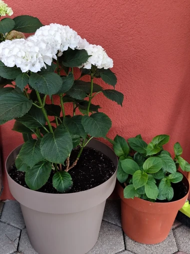 Kakva rasko&scaron;! Uživajte u čarobnim hortenzijama na&scaron;ih čitateljica