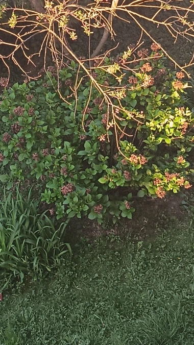 Kakva rasko&scaron;! Uživajte u čarobnim hortenzijama na&scaron;ih čitateljica