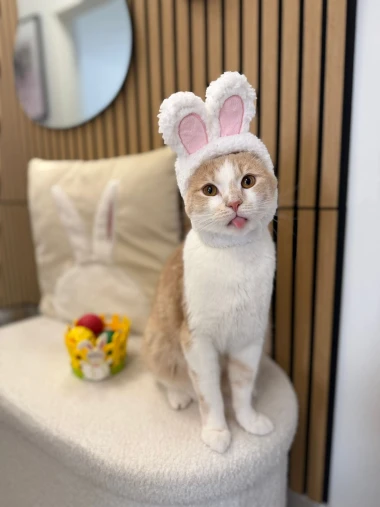 Ove mace će vam uljep&scaron;ati dan: Mačke koje su osvojile srca na&scaron;ih čitateljica