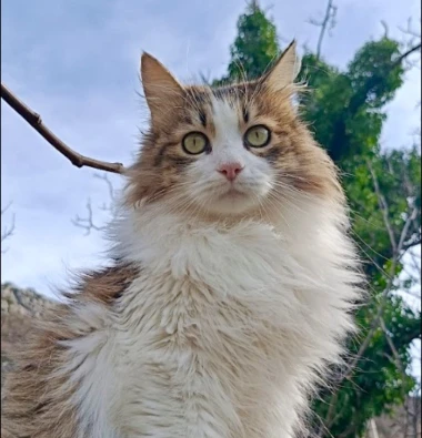 Ove mace će vam uljep&scaron;ati dan: Mačke koje su osvojile srca na&scaron;ih čitateljica