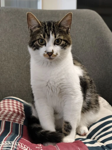 Ove mace će vam uljep&scaron;ati dan: Mačke koje su osvojile srca na&scaron;ih čitateljica