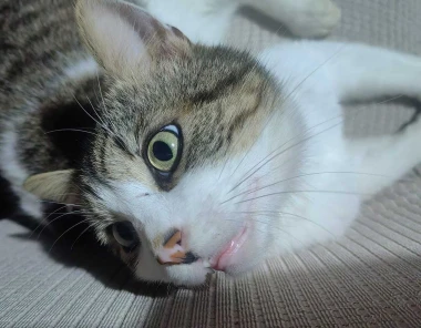 Ove mace će vam uljep&scaron;ati dan: Mačke koje su osvojile srca na&scaron;ih čitateljica