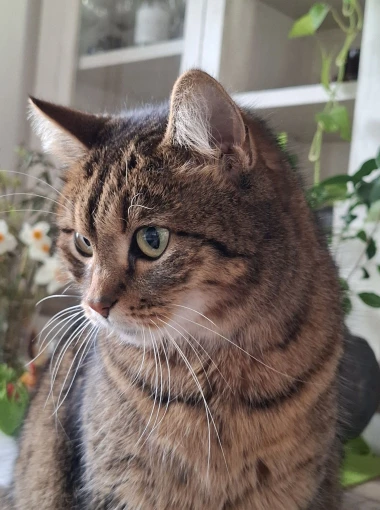 Ove mace će vam uljep&scaron;ati dan: Mačke koje su osvojile srca na&scaron;ih čitateljica