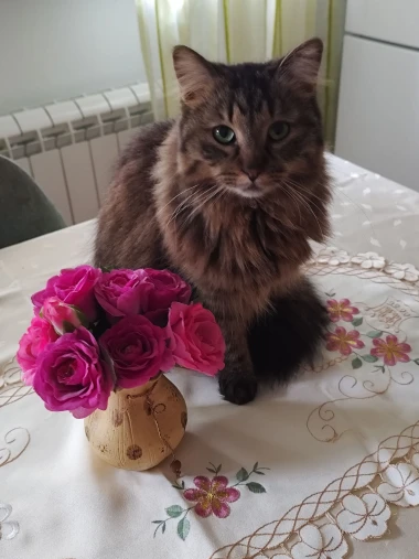 Ove mace će vam uljep&scaron;ati dan: Mačke koje su osvojile srca na&scaron;ih čitateljica