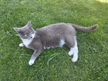 Ove mace će vam uljep&scaron;ati dan: Mačke koje su osvojile srca na&scaron;ih čitateljica
