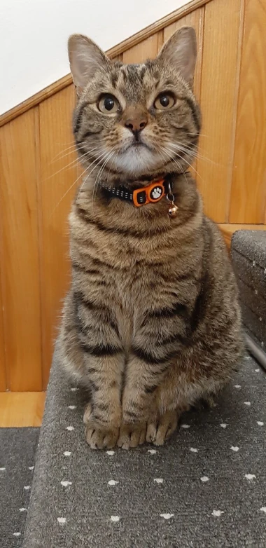 Ove mace će vam uljep&scaron;ati dan: Mačke koje su osvojile srca na&scaron;ih čitateljica