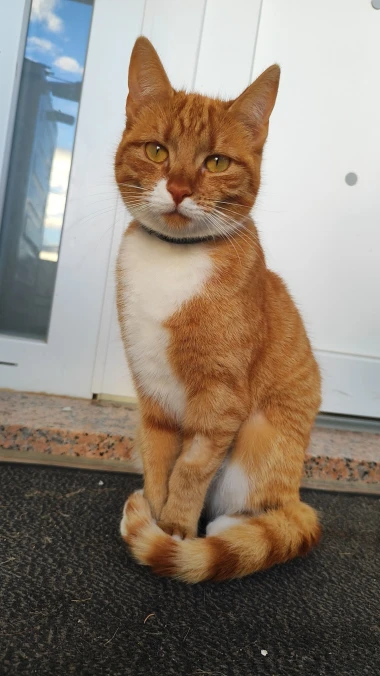 Ove mace će vam uljep&scaron;ati dan: Mačke koje su osvojile srca na&scaron;ih čitateljica