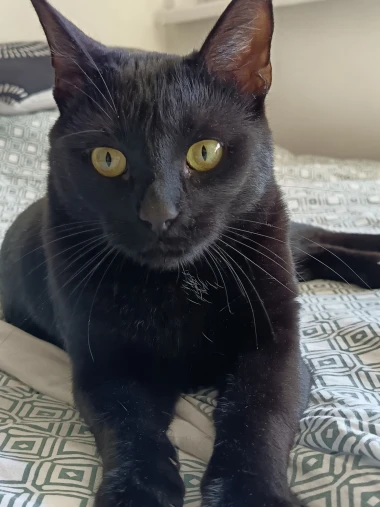 Ove mace će vam uljep&scaron;ati dan: Mačke koje su osvojile srca na&scaron;ih čitateljica