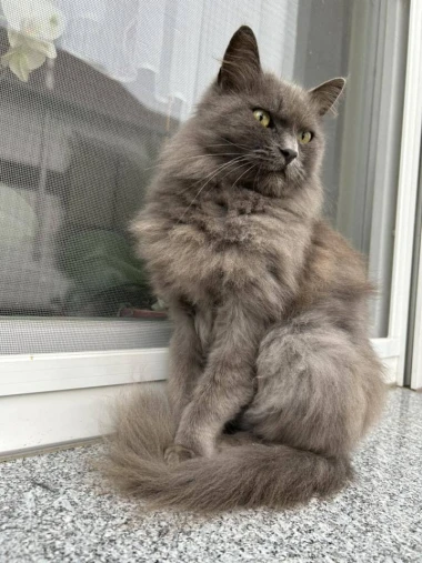 Ove mace će vam uljep&scaron;ati dan: Mačke koje su osvojile srca na&scaron;ih čitateljica