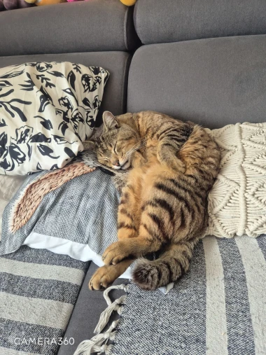 Ove mace će vam uljep&scaron;ati dan: Mačke koje su osvojile srca na&scaron;ih čitateljica