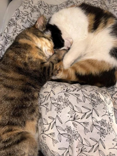 Ove mace će vam uljep&scaron;ati dan: Mačke koje su osvojile srca na&scaron;ih čitateljica