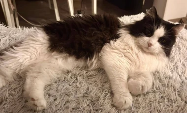 Ove mace će vam uljep&scaron;ati dan: Mačke koje su osvojile srca na&scaron;ih čitateljica