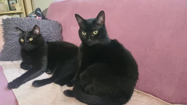 Ove mace će vam uljep&scaron;ati dan: Mačke koje su osvojile srca na&scaron;ih čitateljica