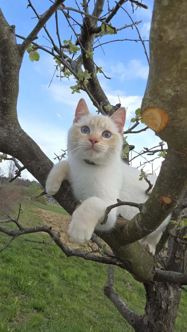 Ove mace će vam uljep&scaron;ati dan: Mačke koje su osvojile srca na&scaron;ih čitateljica