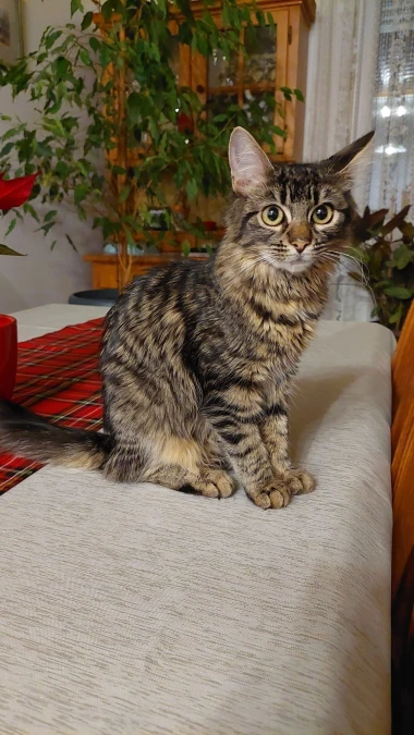 Ove mace će vam uljep&scaron;ati dan: Mačke koje su osvojile srca na&scaron;ih čitateljica