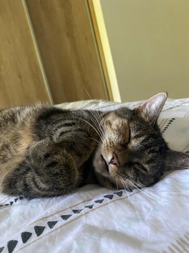 Ove mace će vam uljep&scaron;ati dan: Mačke koje su osvojile srca na&scaron;ih čitateljica