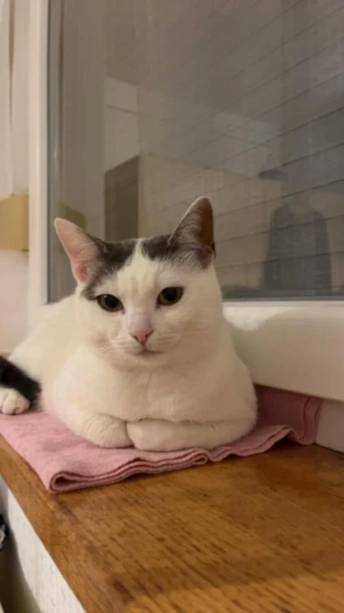 Ove mace će vam uljep&scaron;ati dan: Mačke koje su osvojile srca na&scaron;ih čitateljica