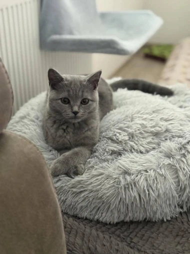 Ove mace će vam uljep&scaron;ati dan: Mačke koje su osvojile srca na&scaron;ih čitateljica