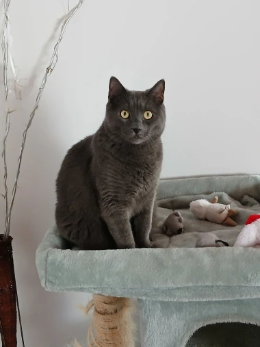 Ove mace će vam uljep&scaron;ati dan: Mačke koje su osvojile srca na&scaron;ih čitateljica