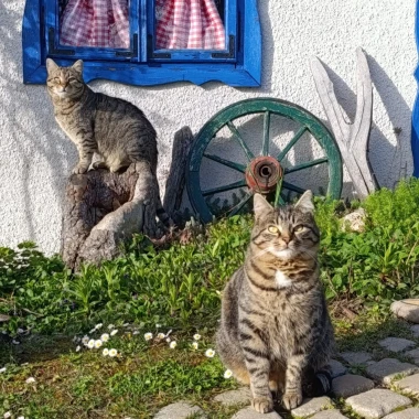 Ove mace će vam uljep&scaron;ati dan: Mačke koje su osvojile srca na&scaron;ih čitateljica