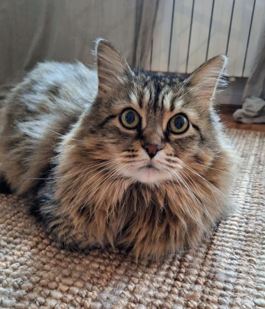 Ove mace će vam uljep&scaron;ati dan: Mačke koje su osvojile srca na&scaron;ih čitateljica