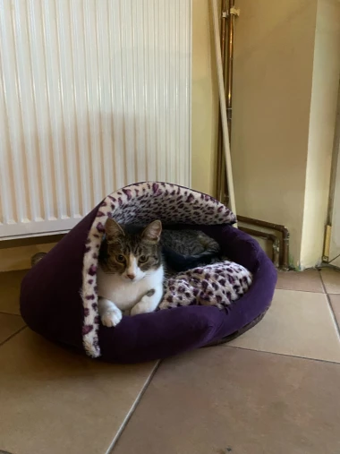 Ove mace će vam uljep&scaron;ati dan: Mačke koje su osvojile srca na&scaron;ih čitateljica