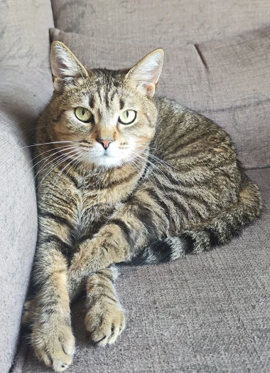 Ove mace će vam uljep&scaron;ati dan: Mačke koje su osvojile srca na&scaron;ih čitateljica