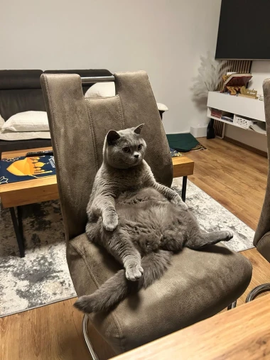 Ove mace će vam uljep&scaron;ati dan: Mačke koje su osvojile srca na&scaron;ih čitateljica