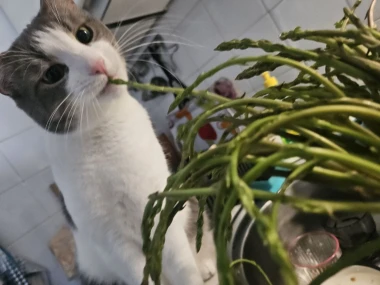 Ove mace će vam uljep&scaron;ati dan: Mačke koje su osvojile srca na&scaron;ih čitateljica