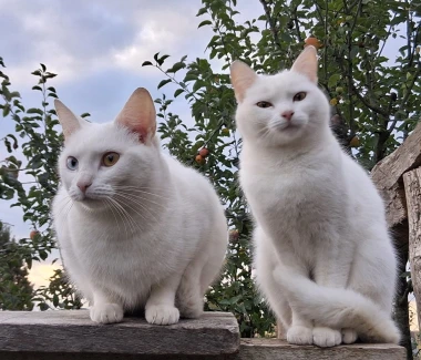 Ove mace će vam uljep&scaron;ati dan: Mačke koje su osvojile srca na&scaron;ih čitateljica