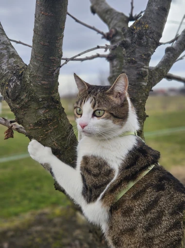 Ove mace će vam uljep&scaron;ati dan: Mačke koje su osvojile srca na&scaron;ih čitateljica