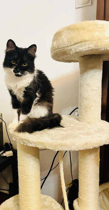 Ove mace će vam uljep&scaron;ati dan: Mačke koje su osvojile srca na&scaron;ih čitateljica