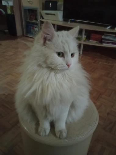 Ove mace će vam uljep&scaron;ati dan: Mačke koje su osvojile srca na&scaron;ih čitateljica