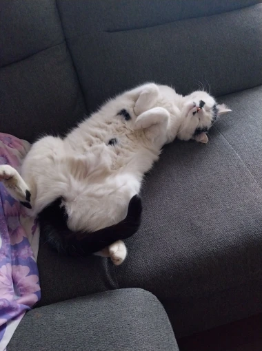 Ove mace će vam uljep&scaron;ati dan: Mačke koje su osvojile srca na&scaron;ih čitateljica