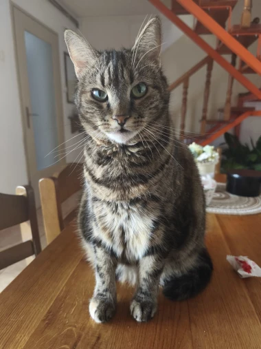 Ove mace će vam uljep&scaron;ati dan: Mačke koje su osvojile srca na&scaron;ih čitateljica