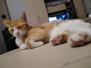 Ove mace će vam uljep&scaron;ati dan: Mačke koje su osvojile srca na&scaron;ih čitateljica