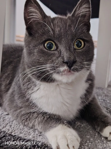 Ove mace će vam uljep&scaron;ati dan: Mačke koje su osvojile srca na&scaron;ih čitateljica