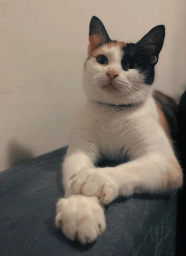 Ove mace će vam uljep&scaron;ati dan: Mačke koje su osvojile srca na&scaron;ih čitateljica