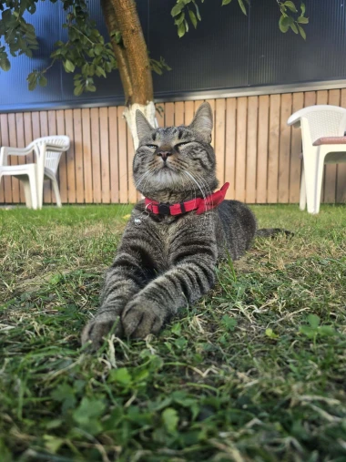 Ove mace će vam uljep&scaron;ati dan: Mačke koje su osvojile srca na&scaron;ih čitateljica