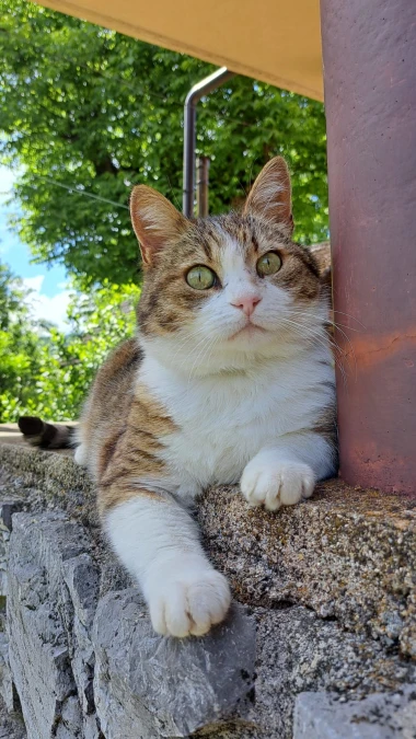 Ove mace će vam uljep&scaron;ati dan: Mačke koje su osvojile srca na&scaron;ih čitateljica